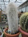 Crested Old Man Cactus